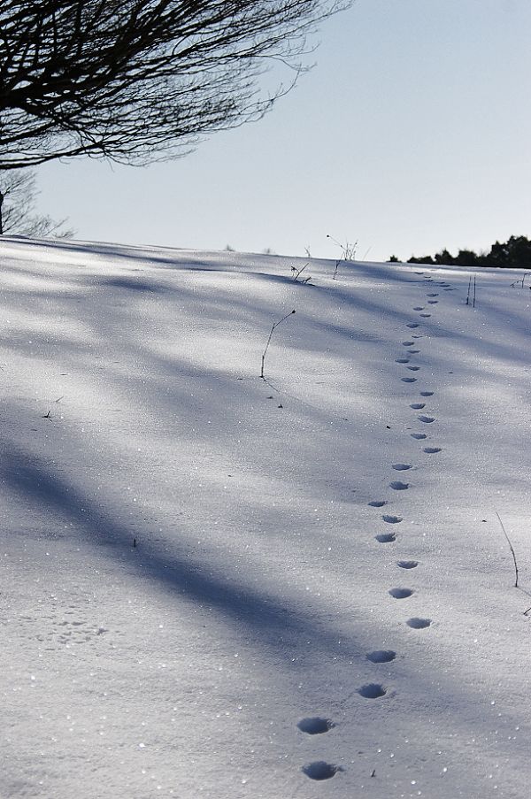 Lone Trek